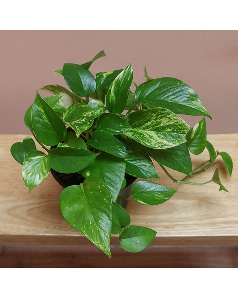 Pothos Plant by BloomNation