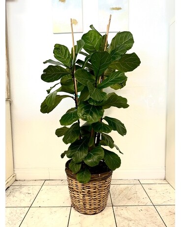 Fiddle-Leaf Fig Tree (Ficus Lyrata) Plant