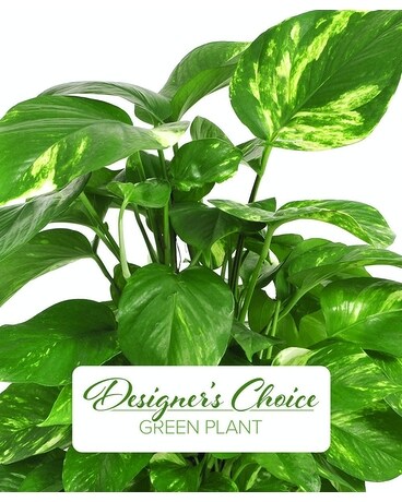 Desiger's Choice - Green Plant Plant