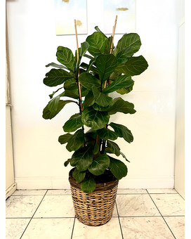 Fiddle-Leaf Fig Tree (Ficus Lyrata) Plant