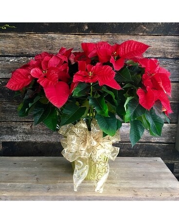 Red Poinsettia Plant Flower Arrangement