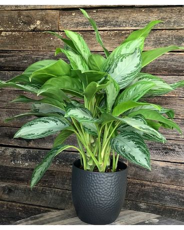 Aglaonema Plant