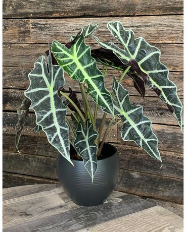 African Mask plant