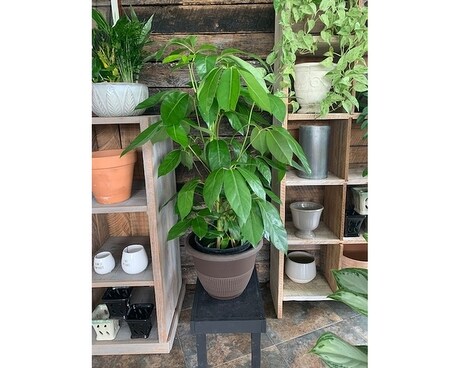 Schefflera Plant