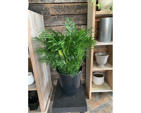 Parlor Palm Plant