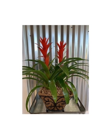 Triple Bromeliad Plant