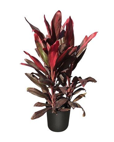 Red Ti Plant Flower Arrangement