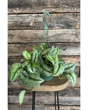 Silver Satin Pothos Flower Arrangement