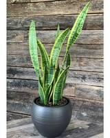 Medium size, 25 inches height and 8 inches wide.