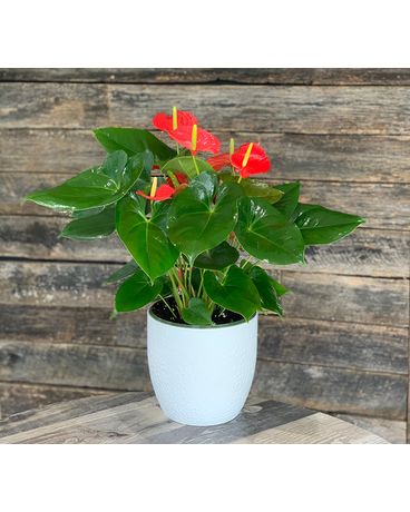 Red Anthurium