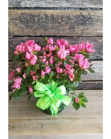 Azalea Plant Plant