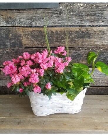 Azalea Plant Combo Plant
