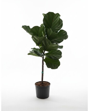 Fiddle Leaf Fig Tree in Clearwater FL - Hassell Florist
