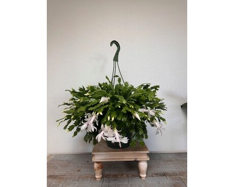 Christmas Cactus Plant