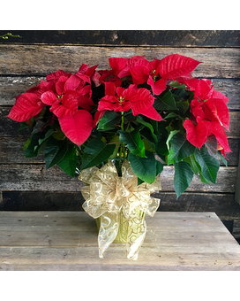 Red Poinsettia Plant Flower Arrangement
