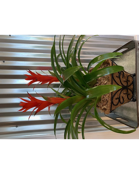 Double Bromeliad Plant