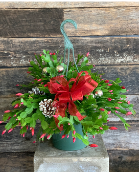 Christmas Cactus Plant