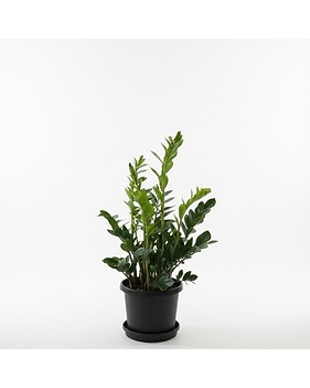 Plants Delivery Clearwater FL - Hassell Florist
