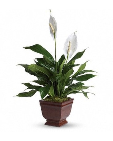Teleflora's Lovely One Spathiphyllum Plant Flower Arrangement
