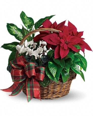 Holiday Homecoming Basket Plant