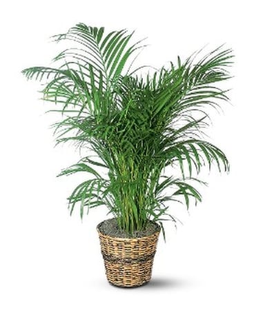 Areca Palm Flower Arrangement