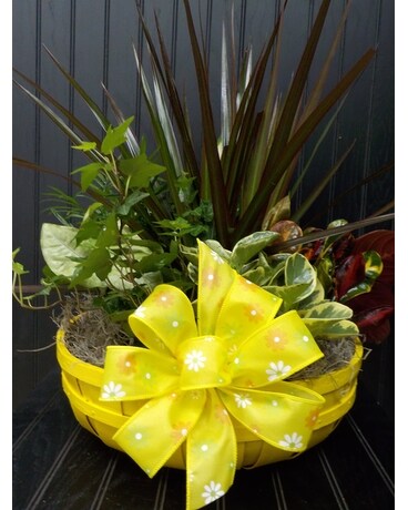 Large Bushel Planter Dish Garden Plant