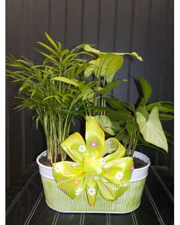 Stiped Tin Planter Dish Garden Plant
