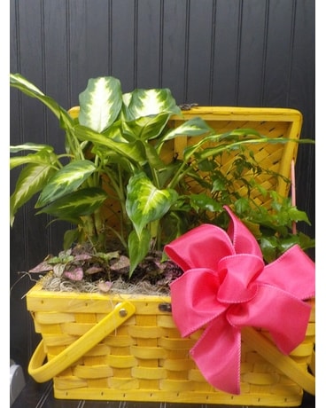 Picnic Basket Planter Dish Garden Plant