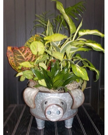 Small Tin Pig Dish Garden Plant