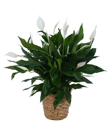 Peace Lily Plant in Basket Flower Arrangement