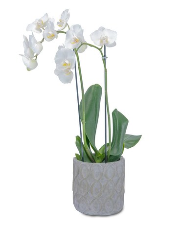White Elegance Orchid Flower Arrangement