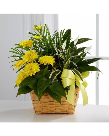 Loving Light Dishgarden Dish Garden Plant