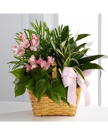 Living Spirit Dishgarden Dish Garden Plant