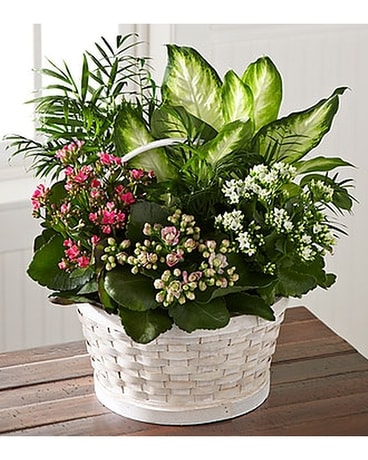 Rural Beauty Dishgarden Dish Garden Plant