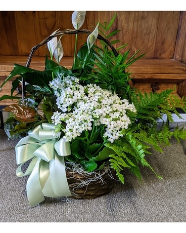 Funeral Plants & Arrangements, Funeral Dish Gardens