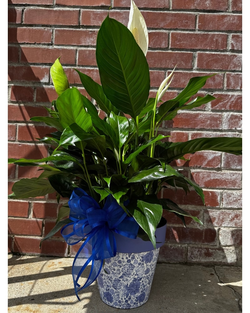 Sympathy Plants in Windsor, CT | Jordan Florist