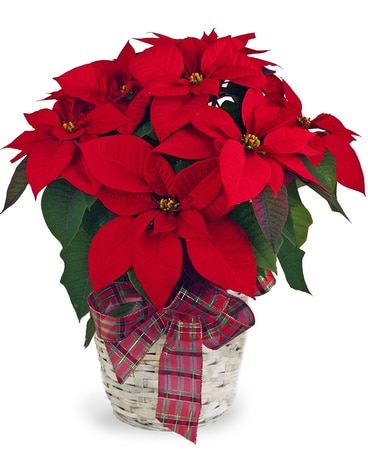 Poinsettia Flower Arrangement