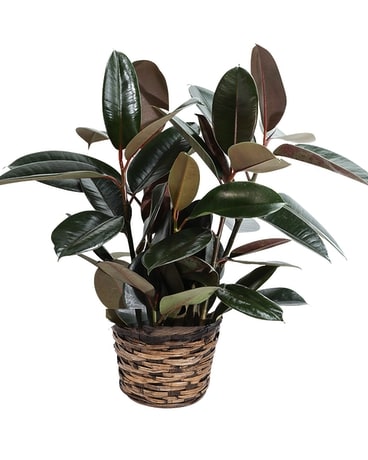 Rubber Tree Plant in Basket Plant