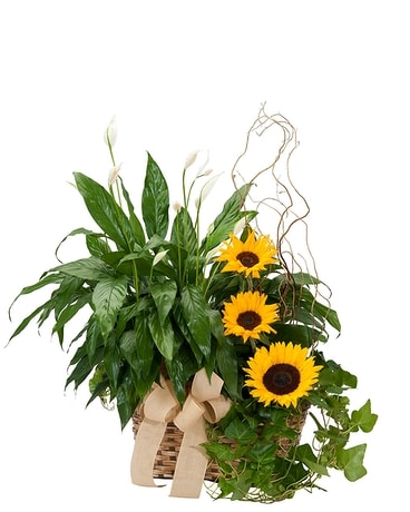 Plants and Sunshine Flower Arrangement