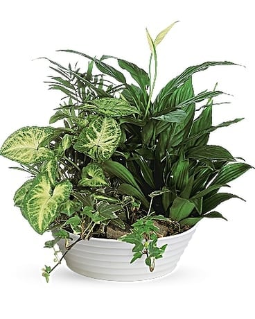 Dishgarden Planter Plant