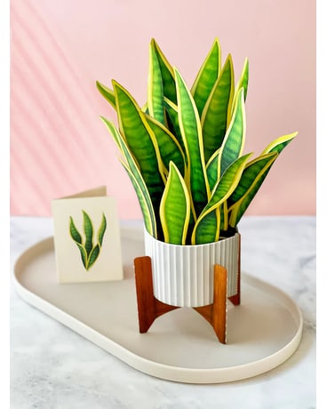 Snake Plant - Greeting Card Gifts