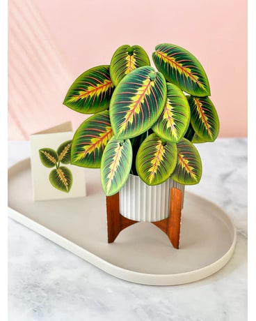 Prayer Plant - Greeting Card Gifts