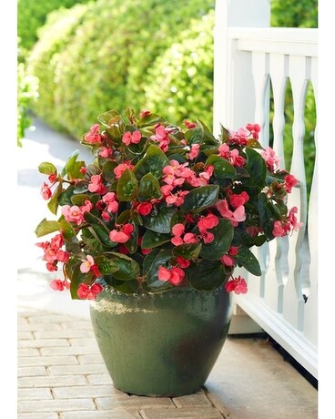 Begonias Plant