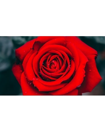 Wrapped Roses Flower Arrangement