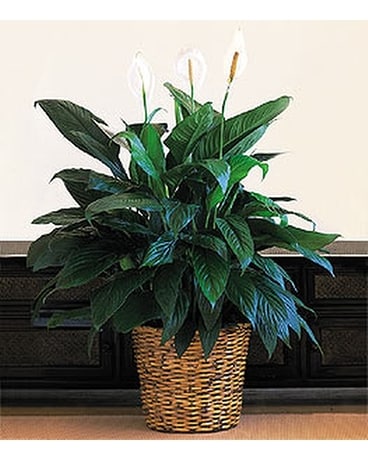 Large Spathiphyllum Plant Plant
