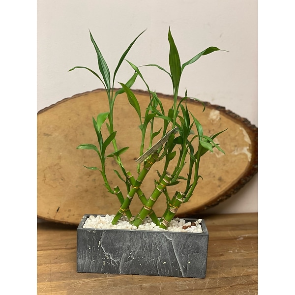 Lucky Bamboo in Miami FL - Brickell Ave. Flowers & Gifts
