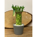 spider lily plants for sale Lycoris