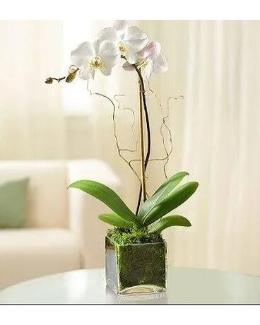 Tainted Love Orchid Plant