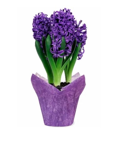 Potted Hyacinth Plant