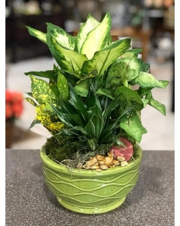 Dish Garden Plant